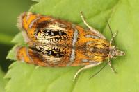Olethreutes arcuella