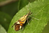 Alabonia geoffrella