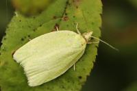 Tortrix viridana