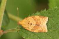 Clepsis consimilana