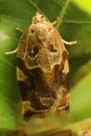 Archips xylosteana