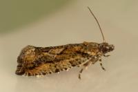 Zeiraphera isertana