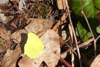 Gonepteryx rhamni
