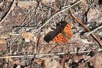 Polygonia c-album