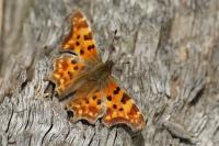 Polygonia c-album