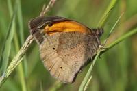 Maniola jurtina