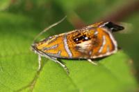 Olethreutes arcuella