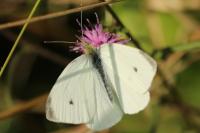 Pieris rapae