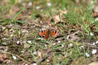 Aglais io