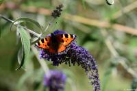 Aglais urticae