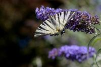 Iphiclides podalirius