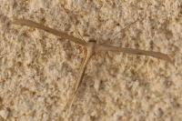 Emmelina monodactyla