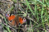 Aglais io