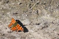 Polygonia c-album