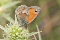 Coenonympha pamphilus
