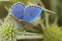 Lysandra bellargus