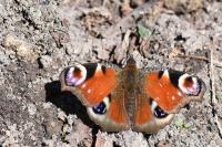 Aglais io