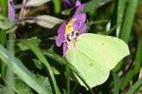 Gonepteryx rhamni