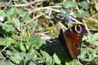 Aglais io