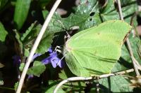 Gonepteryx rhamni