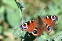 Aglais io