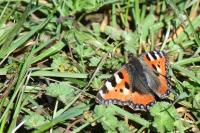 Aglais urticae