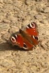 Aglais io