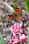 Aglais io