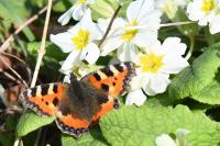 Aglais urticae