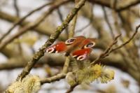 Aglais io