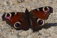 Aglais io