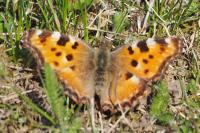 Nymphalis polychloros