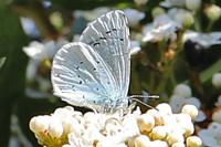 Celastrina argiolus