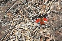 Aglais io