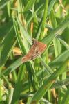 Pyrausta despicata