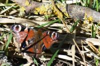 Aglais io