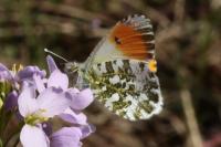 Anthocharis cardamines