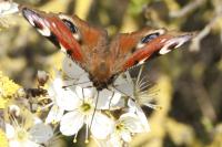 Aglais io