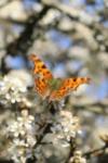 Polygonia c-album