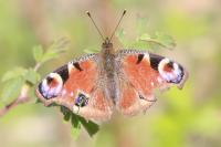 Aglais io