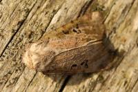 Conistra rubiginosa