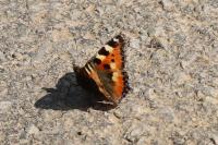 Aglais urticae