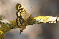 Pararge aegeria