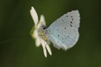Celastrina argiolus