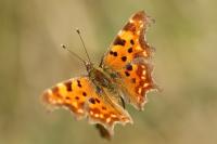 Polygonia c-album