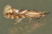 Phyllonorycter
