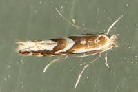 Phyllonorycter