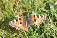 Aglais urticae