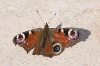 Aglais io