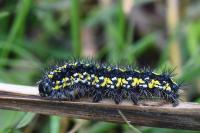 Callimorpha dominula
